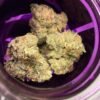 Wizard Trees Cannabis Flower